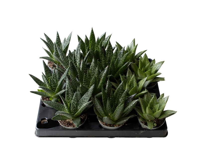 Гастерия микс 15/6 (Nieuwkoop Europe) 42193 - фото 104049