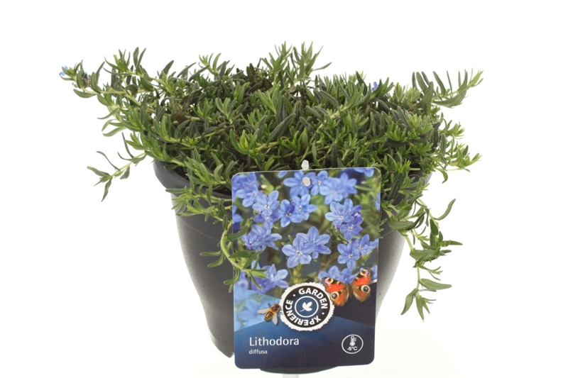 Гландора раскидистая голубая 23/25 (Nieuwkoop Europe) 42199 - фото 104055