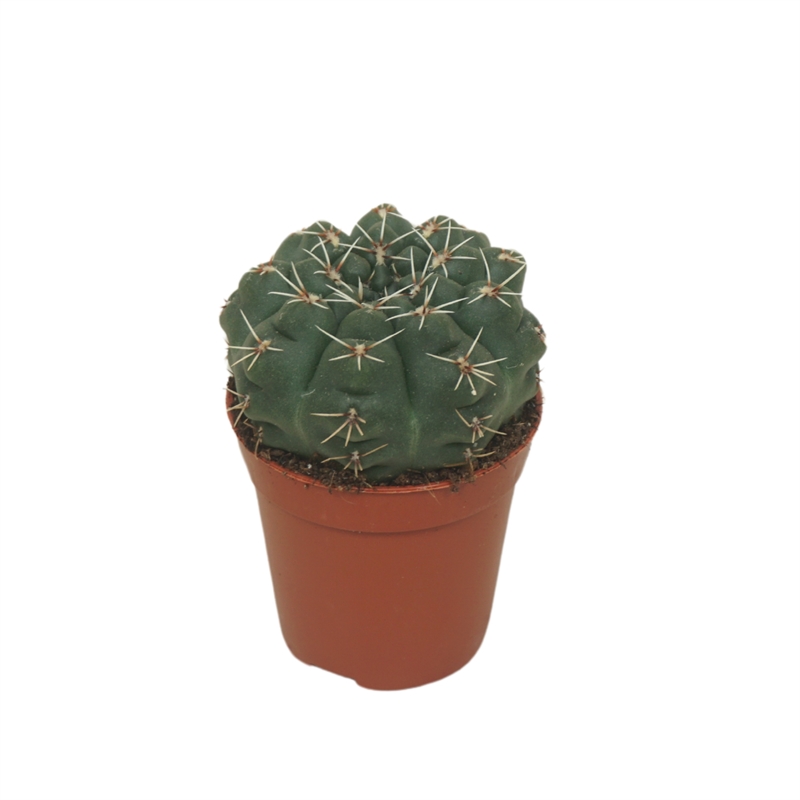 Гимнокалициум Балдианум 8/5 (Nieuwkoop Europe) 42237 - фото 104093