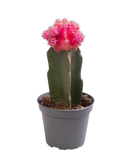 Гимнокалициум Михановича розовый 15/6 (Nieuwkoop Europe) 42244 - фото 104100