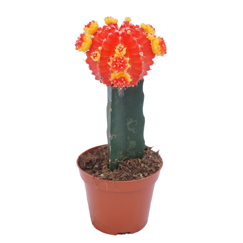 Гимнокалициум Михановича красно-жёлтый 22/8 (Nieuwkoop Europe) 42246 - фото 104102