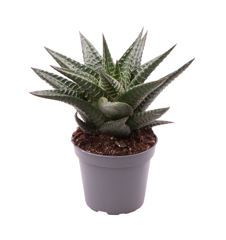 Хавортия лимолистная 10/6 (Nieuwkoop Europe) 42260 - фото 104120