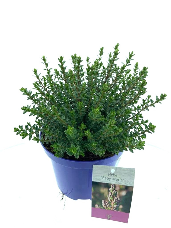 Хебе "Maby Marie" 25/17 (Nieuwkoop Europe) 42265 - фото 104125