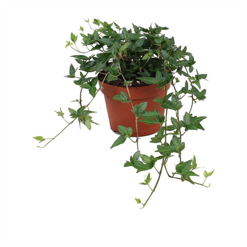 Плющ обыкновенный "Shamrock" (Nieuwkoop Europe) 42270 - фото 104130