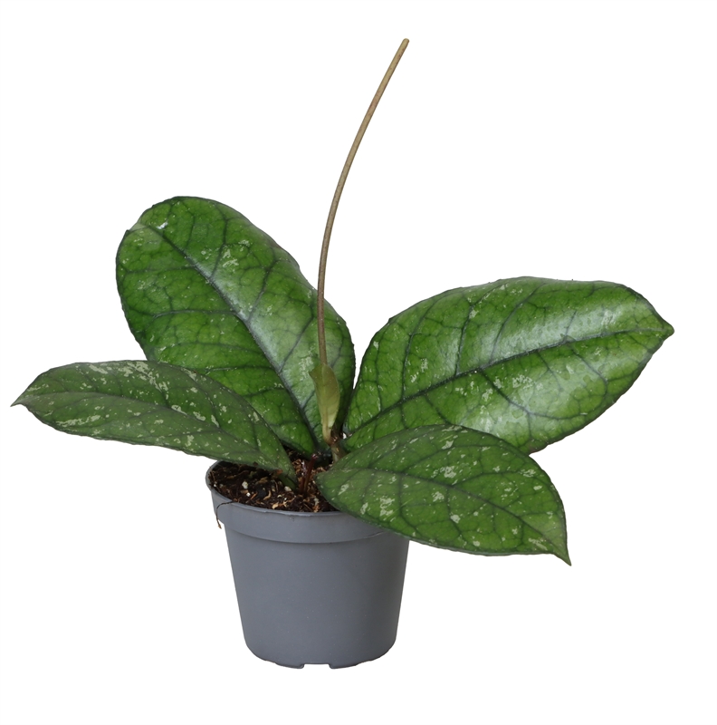 Хойя Каллистофилла "Sabah" (Nieuwkoop Europe) 42293 - фото 104153