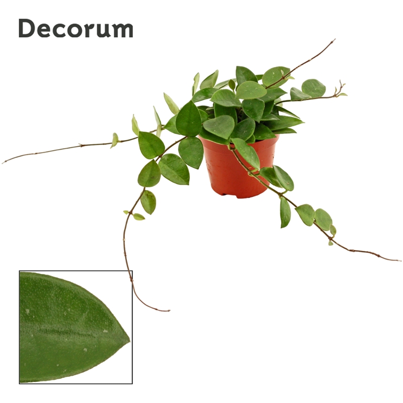 Хойя 12/9 (Nieuwkoop Europe) 42295 - фото 104155