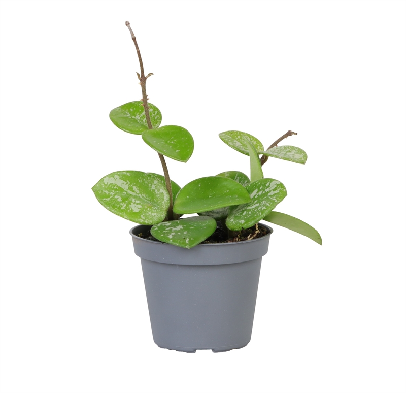 Хойя Матильда (Nieuwkoop Europe) 42299 - фото 104159