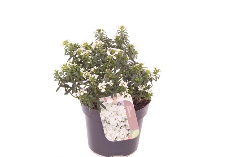 Иберис вечнозелёный "Snow cone" белый 25/13 (Nieuwkoop Europe) 42328 - фото 104188