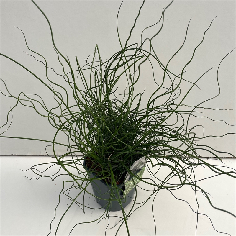 Ситник развесистый "Spiralis" 30/17 (Nieuwkoop Europe) 42356 - фото 104215