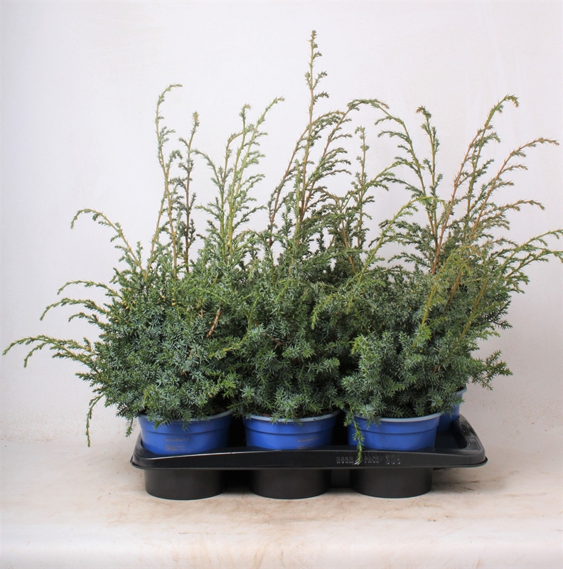 Можжевельник китайский "Blue Alps" 50/17 (Nieuwkoop Europe) 42360 - фото 104219