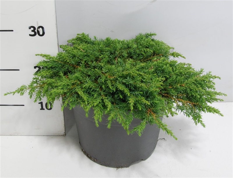 Можжевельник обыкновенный "Green Carpet" 30/26 (Nieuwkoop Europe) 42362 - фото 104221