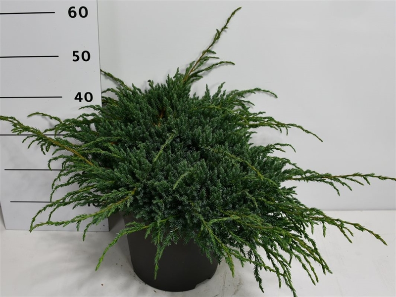 Можжевельник чешуйчатый "Blue Carpet" 50/32 (Nieuwkoop Europe) 42411 - фото 104389