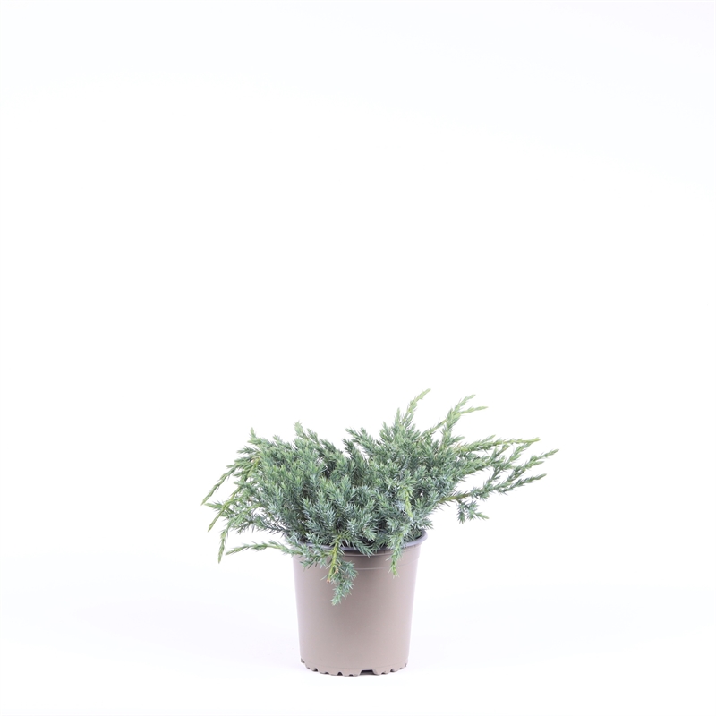 Можжевельник чешуйчатый "Blue Carpet" 20/13 (Nieuwkoop Europe) 42414 - фото 104392