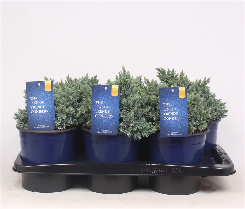 Можжевельник чешуйчатый "Blue Star" 25/17 (Nieuwkoop Europe) 42418 - фото 104396