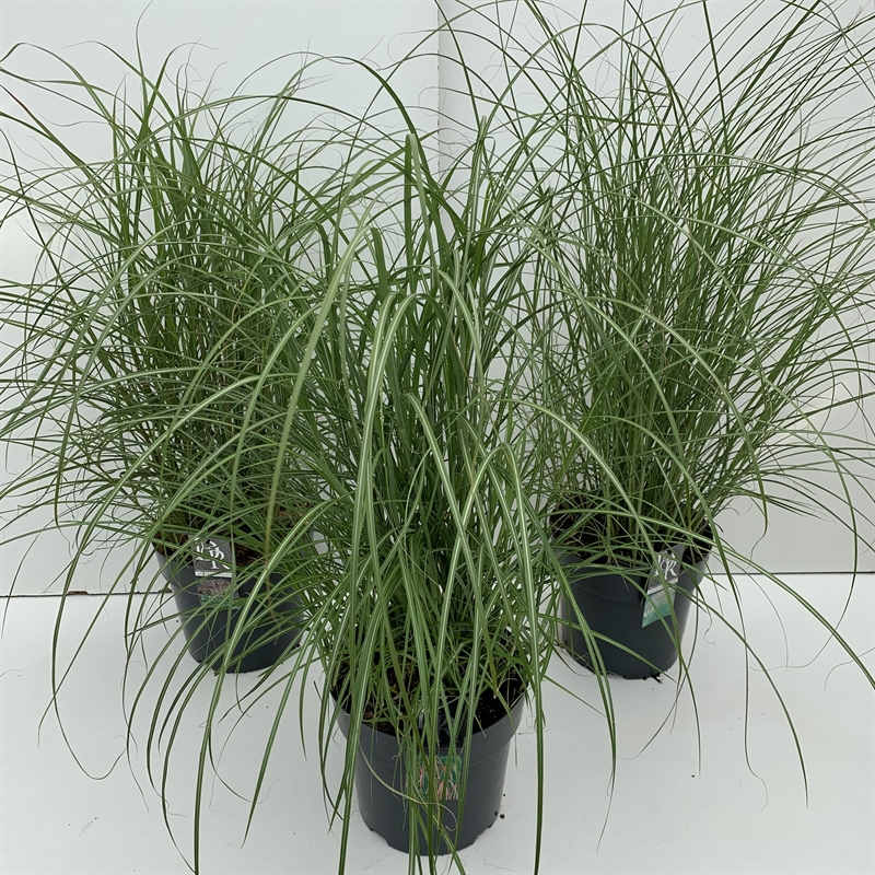 Мискантус "Kleine Silberspinne" 5/29 (Nieuwkoop Europe) 42487 - фото 104457