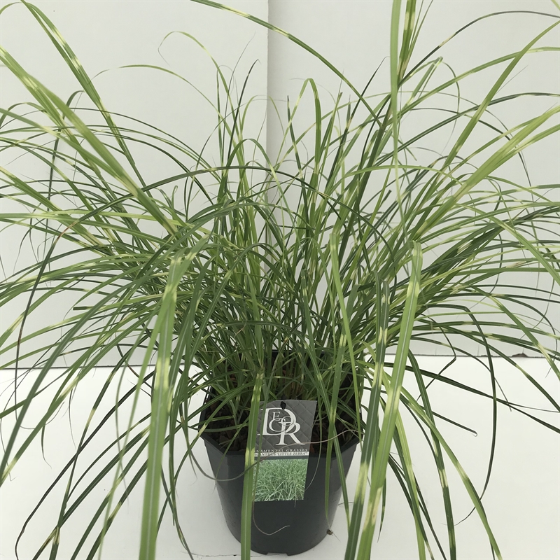 Мискантус китайский "Little Zebra" 50/23 (Nieuwkoop Europe) 42505 - фото 104475