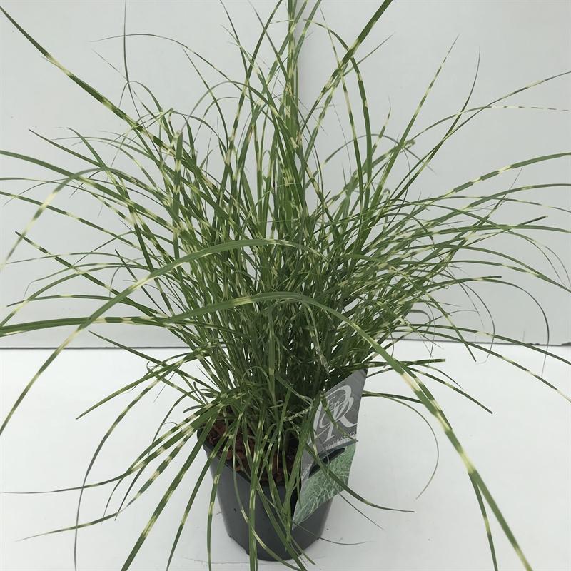 Мискантус китайский "Little Zebra" 30/17 (Nieuwkoop Europe) 42506 - фото 104476