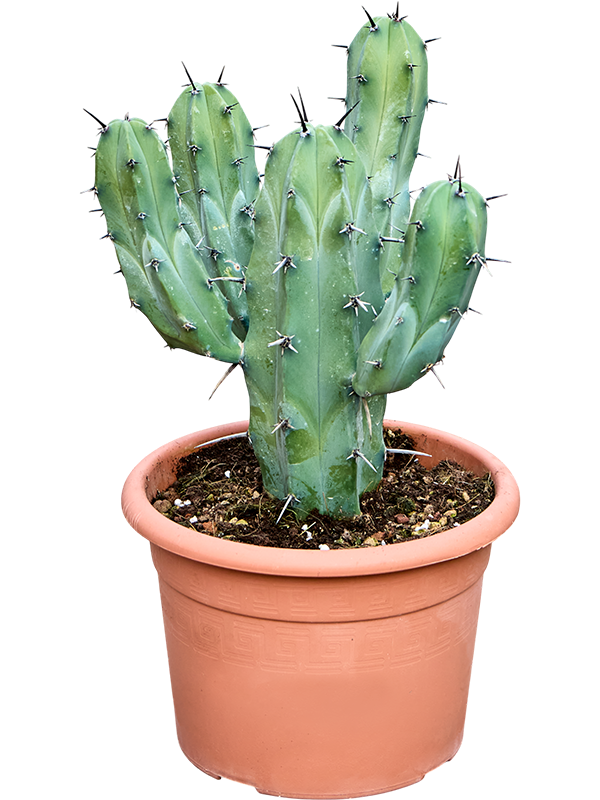 Миртиллокактус геометрический 50-60cm (Nieuwkoop Europe) 42547 - фото 104552