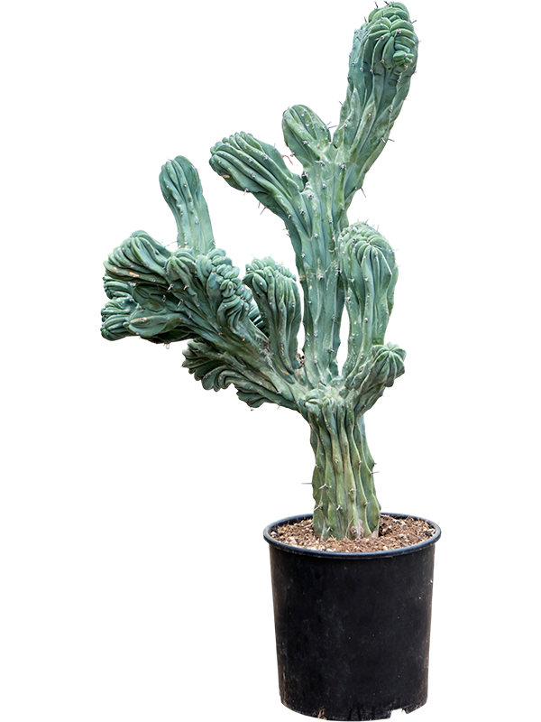 Миртиллокактус геометрический "Cristata" 110/30 (Nieuwkoop Europe) 42549 - фото 104554