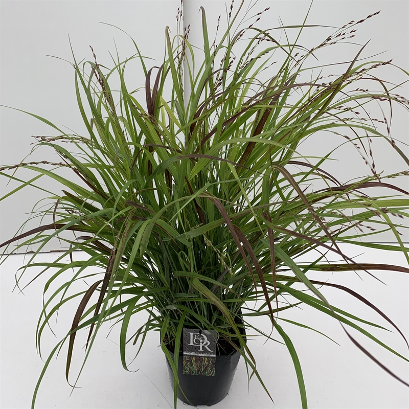 Просо прутьевидное "Sangria" 40/23 (Nieuwkoop Europe) 42633 - фото 104637