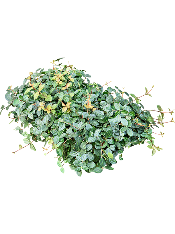 Пеперомия ангулата "Rocca Scuro" 20/15 (Nieuwkoop Europe) 42652 - фото 104656