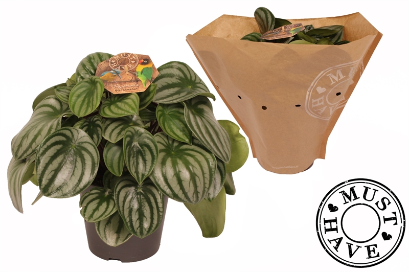 Пеперомия арбузная (пеперомия аргирея) 32/17 (Nieuwkoop Europe) 42653 - фото 104657