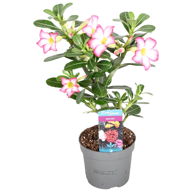 Адениум тучный "pink star" розовый (Nieuwkoop Europe) 42664 - фото 104671
