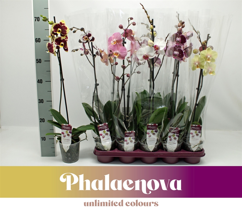 Фаленопсис микс 65/12 (Nieuwkoop Europe), 42729 42729 - фото 104736