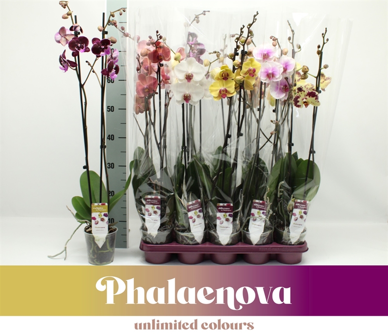 Фаленопсис микс 75/12 (Nieuwkoop Europe), 42732 42732 - фото 104739