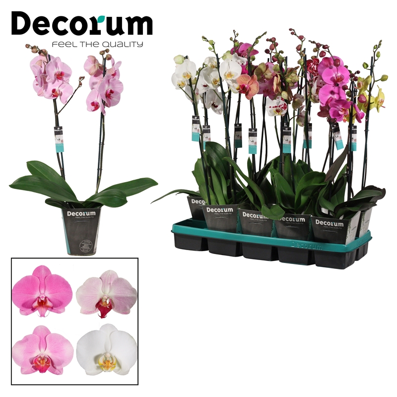 Фаленопсис микс 75/12 (Nieuwkoop Europe), 42734 42734 - фото 104741