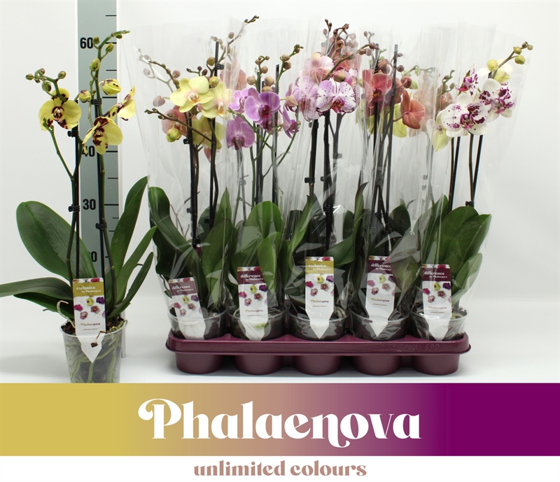 Фаленопсис микс 60/12 10 цветов (Nieuwkoop Europe) 42735 - фото 104742