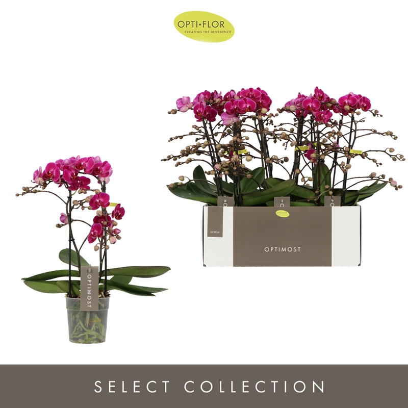 Фаленопсис мультифлора 45/12 (Nieuwkoop Europe), 42736 42736 - фото 104743