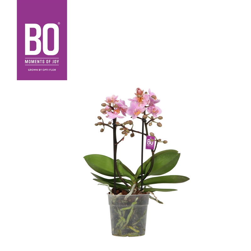 Фаленопсис мультифлора "flora bo collection" 35/12 (Nieuwkoop Europe) 42757 - фото 104764