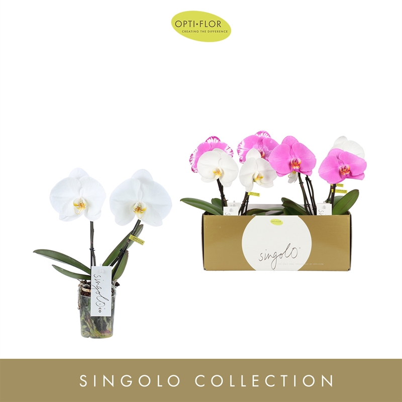 Фаленопсис singolo & co микс 40/9 (Nieuwkoop Europe) 42803 - фото 104810