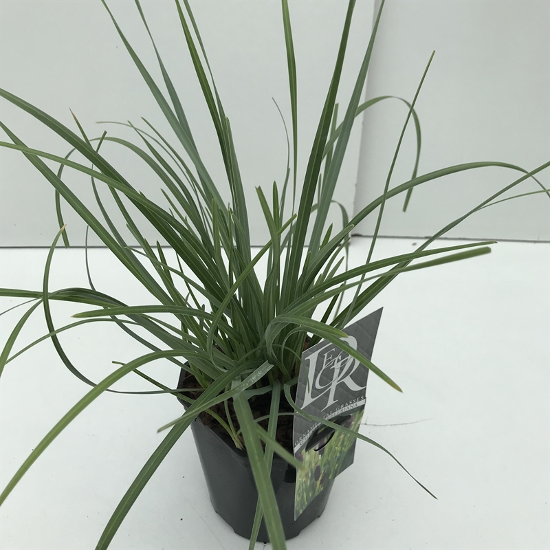 Сеслерия голубая "Heufleriana" 30/17 (Nieuwkoop Europe) 43044 - фото 105096