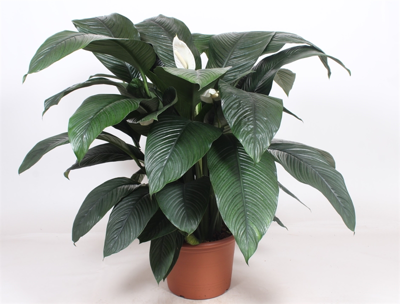 Спатифиллум "Sensation" 150/45 (Nieuwkoop Europe) 43057 - фото 105109