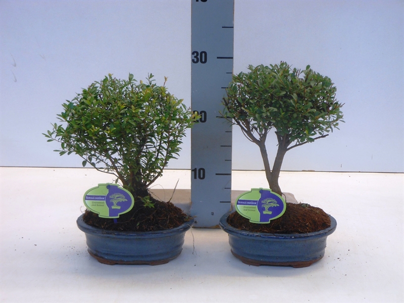 Сизигиум буксифолиум 30/19 (Nieuwkoop Europe), 43080 43080 - фото 105130