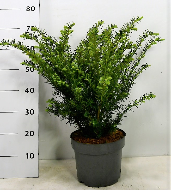 Тис средний "Farmen" 70/23 (Nieuwkoop Europe) 43083 - фото 105131