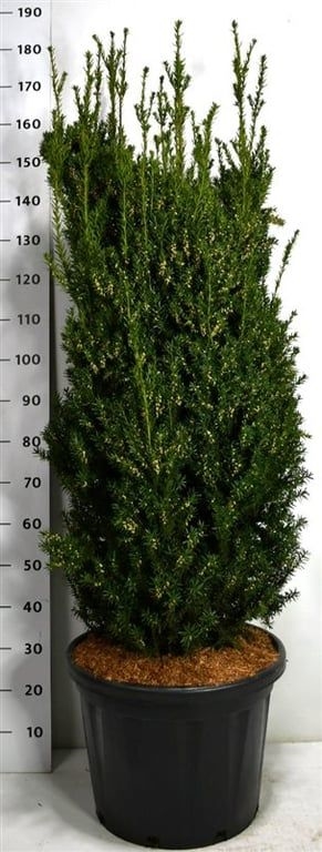 Тис средний "Hillii" 170/50 (Nieuwkoop Europe) 43089 - фото 105135