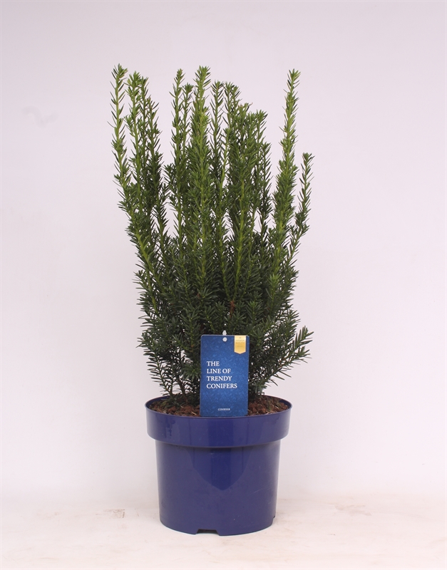 Тис средний "Hillii" 60/23 (Nieuwkoop Europe) 43091 - фото 105136