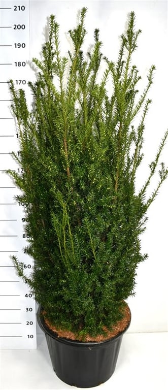 Тис средний "Hillii" 200/54 (Nieuwkoop Europe) 43092 - фото 105137