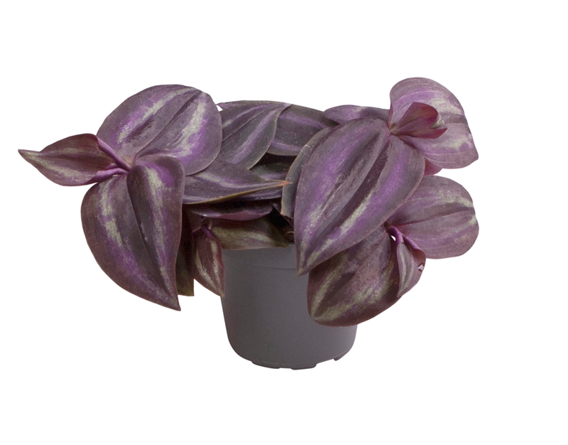 Традесканция зебрина "Purpusii Purple Joy" 10/6 (Nieuwkoop Europe) 43120 - фото 105229