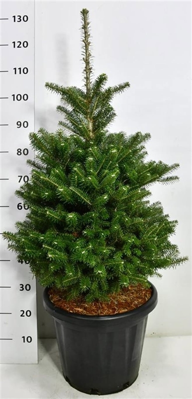 Пихта корейская 130/38 (Nieuwkoop Europe), 43203 43203 - фото 105287