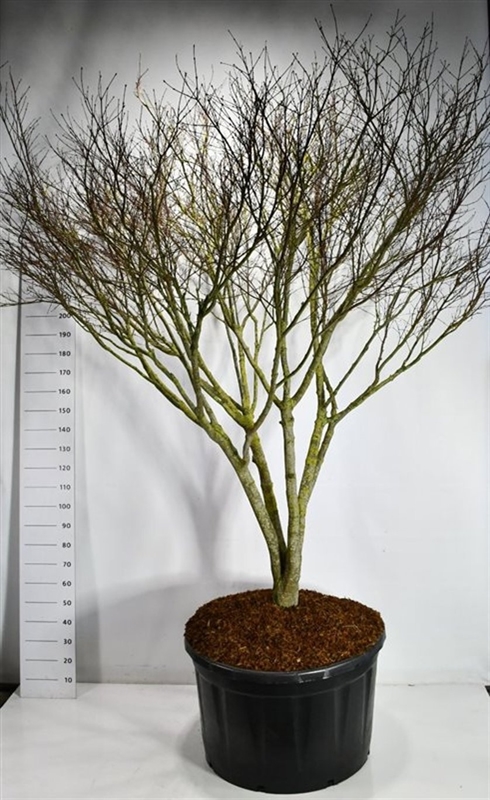 Клен дланевидный "Atropurpureum" 300/92 (Nieuwkoop Europe) 43216 - фото 105300
