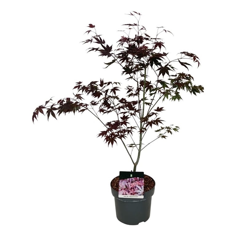 Клен дланевидный "Atropurpureum" 75/23 (Nieuwkoop Europe) 43217 - фото 105301