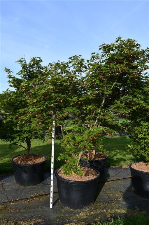 Клен дланевидный "Autumn Red" 270/80 (Nieuwkoop Europe) 43219 - фото 105303