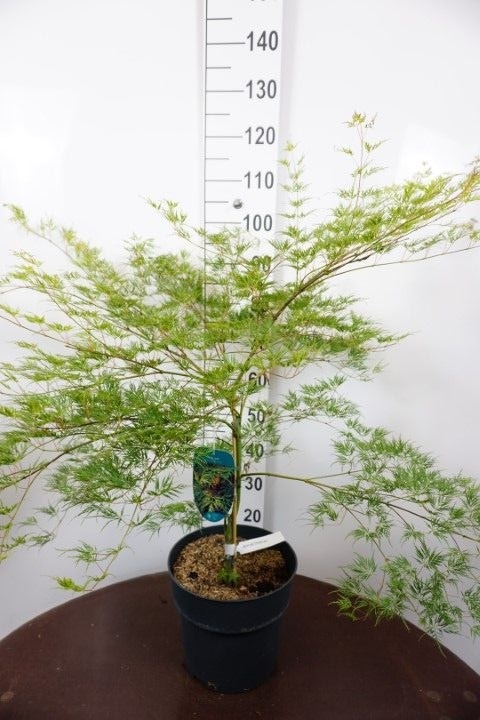 Клен дланевидный "Emerald Lace" 105/29 (Nieuwkoop Europe) 43238 - фото 105322