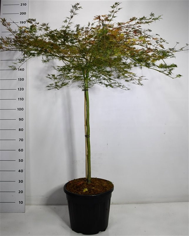 Клен дланевидный "Emerald Lace" 180/40 (Nieuwkoop Europe) 43239 - фото 105323