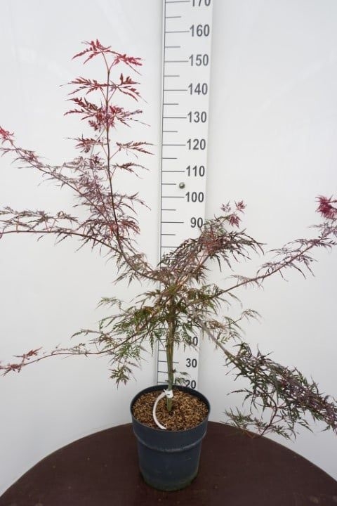 Клен дланевидный "Firecracker" 105/29 (Nieuwkoop Europe) 43240 - фото 105324