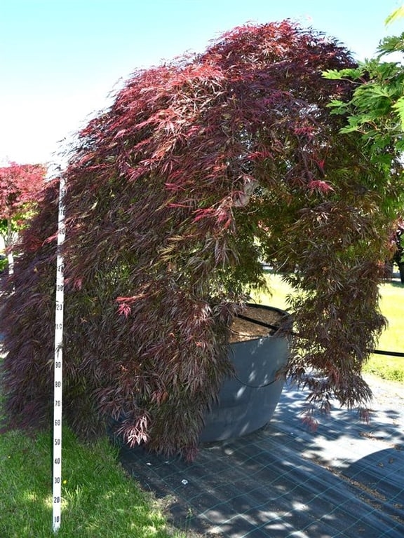 Клен дланевидный "Garnet" 270/140 (Nieuwkoop Europe) 43250 - фото 105334